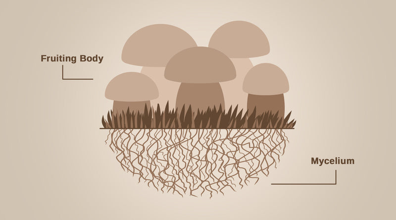 Mycelium vs. Fruiting Body: Which Part of the Mushroom Is Best?