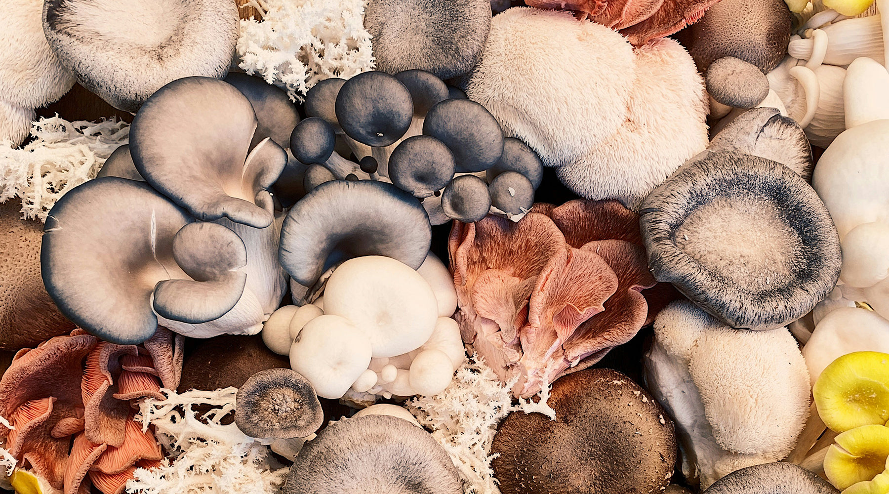 Fruiting Bodies of Functional Mushrooms