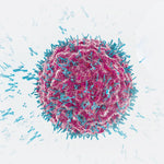 Lymphocyte MAP