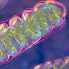 Organic Acid Testing
