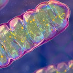 Organic Acid Testing